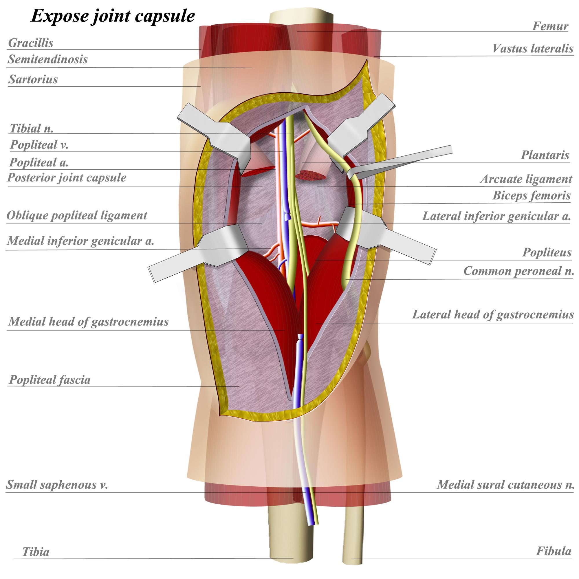 anatomy of the knee posterior view